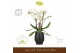 Phalaenopsis wit Bambuso - Inyo - 2 tak - Abruzzo Black Aquo 