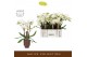 Phalaenopsis wit Bambuso - Inyo - 2 tak - Emilia Brown Aquo 