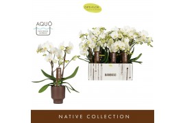 Phalaenopsis wit Bambuso - Inyo - 2 tak - Emilia Brown Aquo