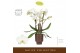 Phalaenopsis wit Bambuso - Inyo - 2 tak - Emilia Brown Aquo 