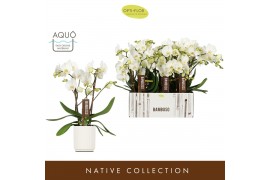 Phalaenopsis wit Bambuso - Inyo - 2 tak - Molise White Aquo