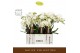 Phalaenopsis wit Bambuso - Inyo - 2 tak - Molise White Aquo 