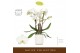 Phalaenopsis wit Bambuso - Inyo - 2 tak - Molise White Aquo 