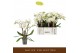 Phalaenopsis wit Bambuso - Inyo - 2 tak 