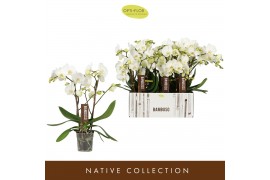 Phalaenopsis wit Bambuso - Inyo - 2 tak