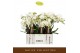 Phalaenopsis wit Bambuso - Inyo - 2 tak 