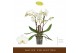 Phalaenopsis wit Bambuso - Inyo - 2 tak 