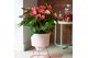 Anthurium andr. maine 