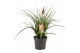 Kniphofia pyromania backdraft 
