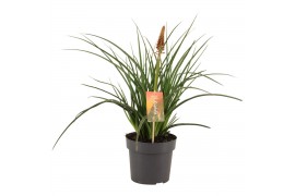 Kniphofia pyromania backdraft