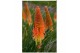 Kniphofia pyromania backdraft 