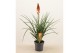 Kniphofia pyromania backdraft 