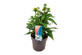 Echinacea mooodz glory