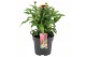 Echinacea purpurea Mooodz Satisfy 