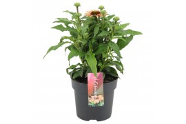 Echinacea purpurea Mooodz Satisfy