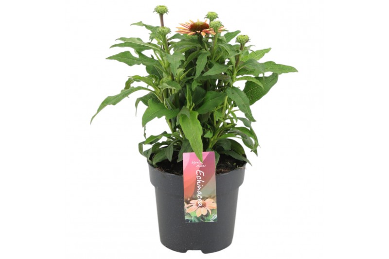 Echinacea purpurea Mooodz Satisfy 