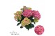 Hydrangea macr. sweet campino Roze 7-8 Bloem 