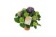 Hydrangea macr. ningbo Lila 5-6 Bloem 