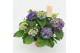 Hydrangea macr. ningbo Lila 5-6 Bloem 