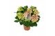 Hydrangea macr. tivoli Bicolor Roze 9-10 Bloem 