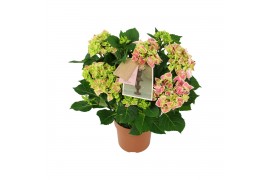 Hydrangea macr. tivoli Bicolor Roze 9-10 Bloem