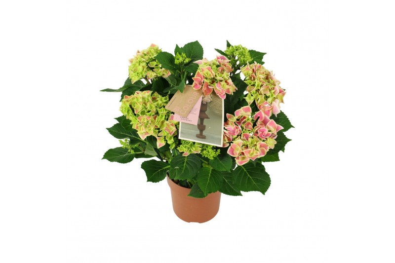 Hydrangea macr. tivoli Bicolor Roze 9-10 Bloem 