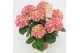 Hydrangea macr. tivoli Bicolor Roze 9-10 Bloem 