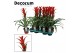 Guzmania Bandera 