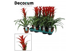 Guzmania Bandera