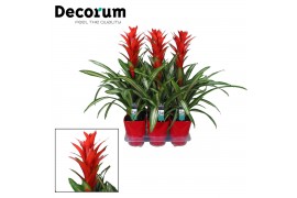 Guzmania Bandera - Luxe keramiek
