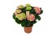 Hydrangea macr. early rosa Roze 7-8 Bloem 