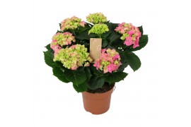 Hydrangea macr. early rosa Roze 7-8 Bloem