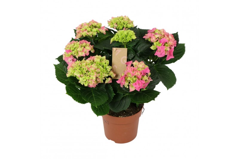 Hydrangea macr. early rosa Roze 7-8 Bloem 