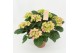 Hydrangea macr. early rosa Roze 7-8 Bloem 