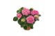 Hydrangea macr. early rosa Roze 7-8 Bloem 