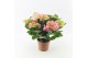 Hydrangea macr. early rosa Roze 7-8 Bloem 