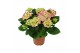 Hydrangea macr. early rosa Roze 9-10 Bloem 