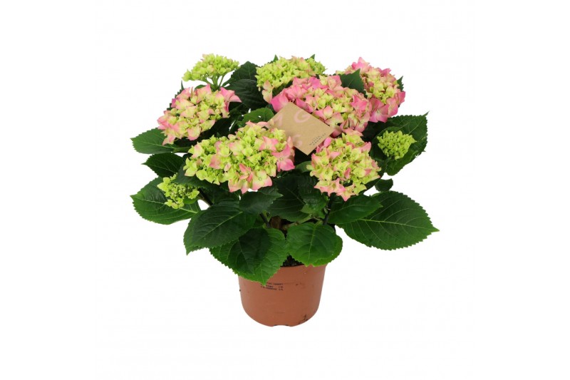 Hydrangea macr. early rosa Roze 9-10 Bloem 