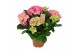 Hydrangea macr. early rosa Hydrangea pink 5/6 flowers 5 bl. 