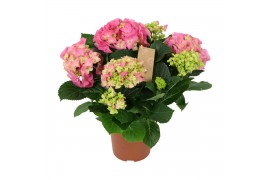 Hydrangea macr. early rosa Hydrangea pink 5/6 flowers 5 bl.