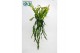 Epiphyllum anguliger 
