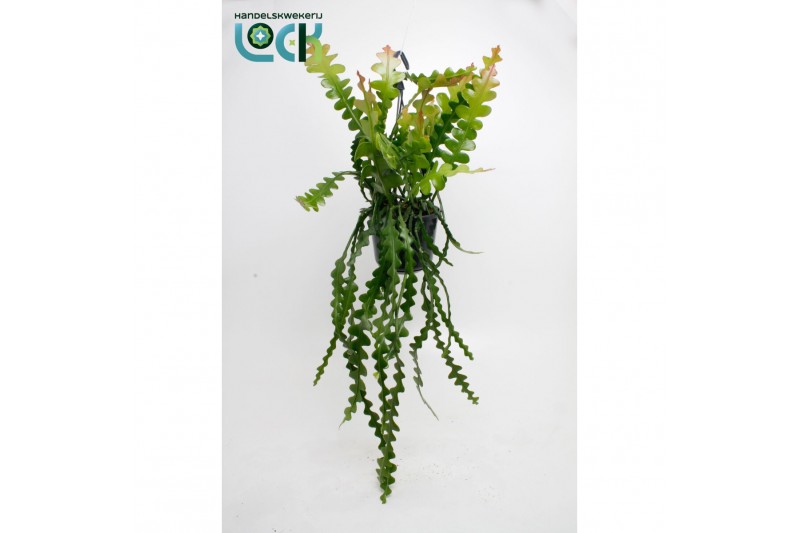 Epiphyllum anguliger 