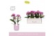 Phalaenopsis multiflora paars 3-5 tak boquetto delight in lilac molise 