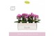 Phalaenopsis multiflora paars 3-5 tak boquetto delight in lilac molise 
