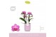 Phalaenopsis multiflora paars 3-5 tak boquetto delight in lilac molise 
