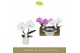 Phalaenopsis mix Singolo & Co - Mix - 2 bloem - Lazio White 