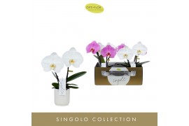 Phalaenopsis mix Singolo & Co - Mix - 2 bloem - Lazio White
