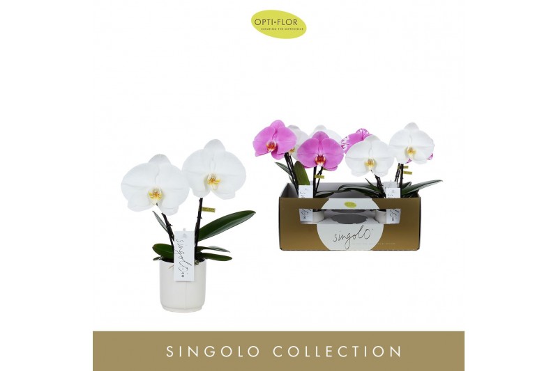 Phalaenopsis mix Singolo & Co - Mix - 2 bloem - Lazio White 