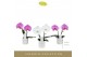 Phalaenopsis mix Singolo & Co - Mix - 2 bloem - Lazio White 