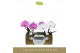 Phalaenopsis mix Singolo & Co - Mix - 2 bloem - Lazio White 